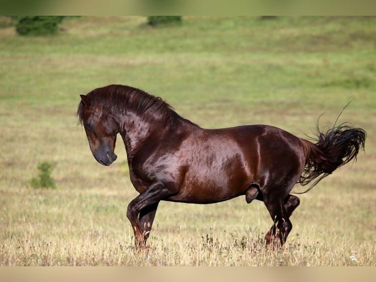 PRE Hengst 1 Jaar 162 cm Bruin in Waldhölzbach