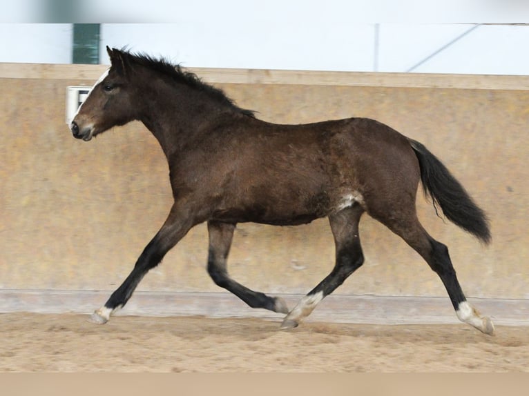 PRE Hengst 1 Jaar 162 cm Bruin in Waldhölzbach