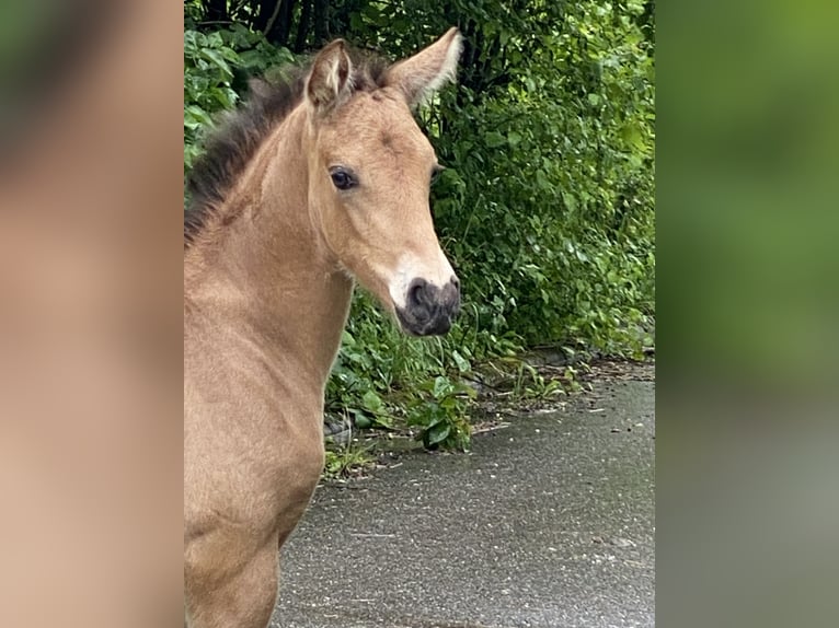 PRE Hengst 1 Jaar 162 cm Buckskin in Gottfrieding