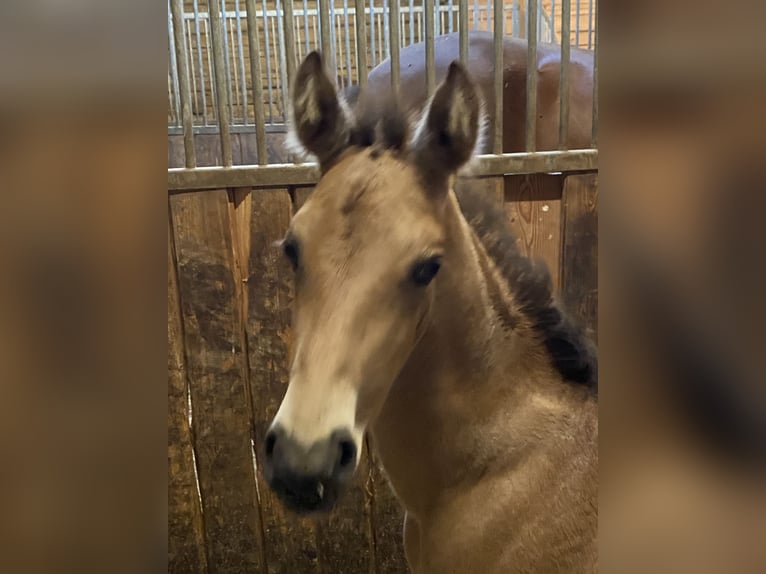 PRE Hengst 1 Jaar 162 cm Buckskin in Gottfrieding