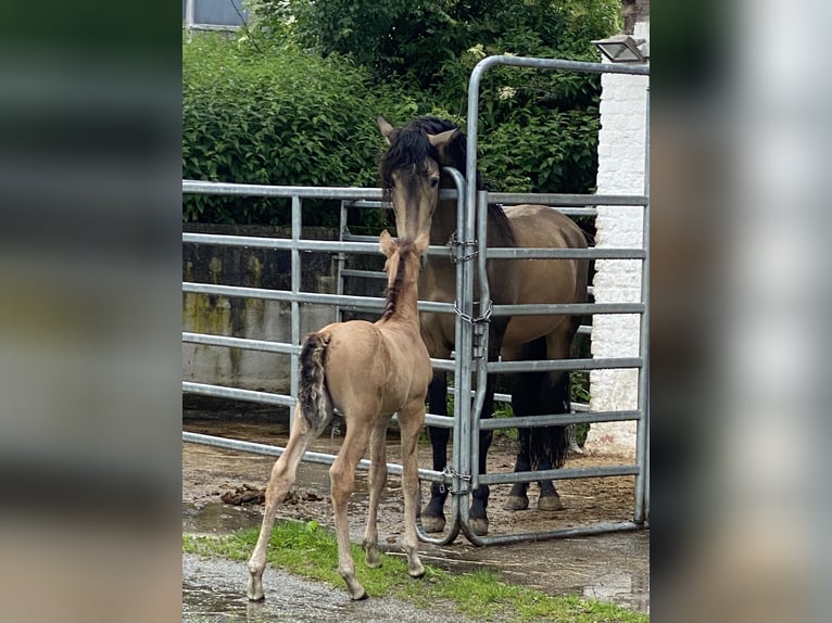 PRE Hengst 1 Jaar 162 cm Buckskin in Gottfrieding