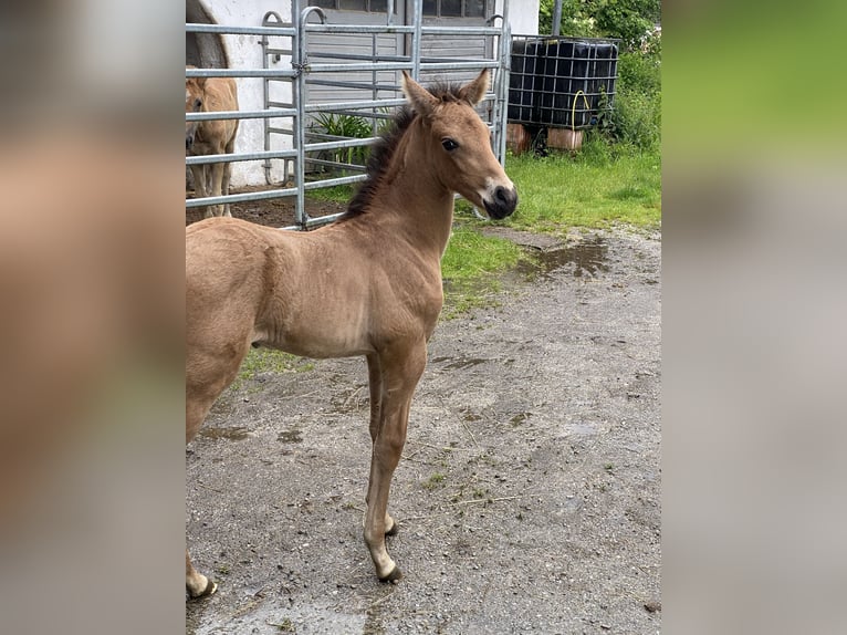 PRE Hengst 1 Jaar 162 cm Buckskin in Gottfrieding