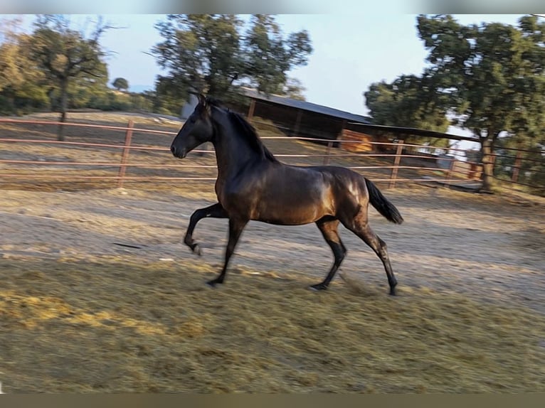 PRE Mix Hengst 1 Jaar 162 cm Zwart in Galaroza