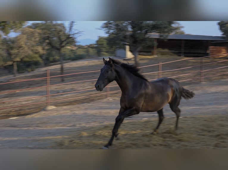 PRE Mix Hengst 1 Jaar 162 cm Zwart in Galaroza