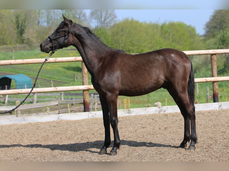 PRE Hengst 1 Jaar 162 cm Zwart in Postfeld