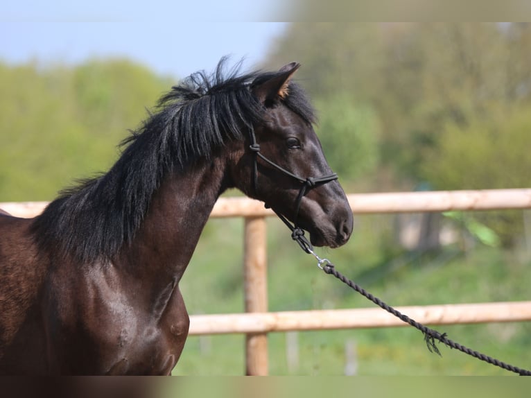 PRE Hengst 1 Jaar 162 cm Zwart in Postfeld