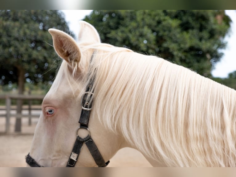 PRE Mix Hengst 1 Jaar 163 cm in Riudoms