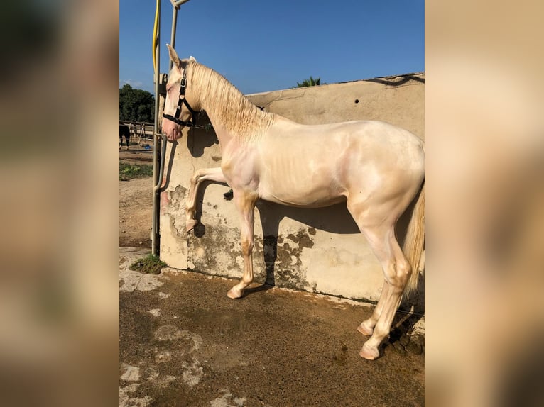 PRE Mix Hengst 1 Jaar 163 cm in Riudoms