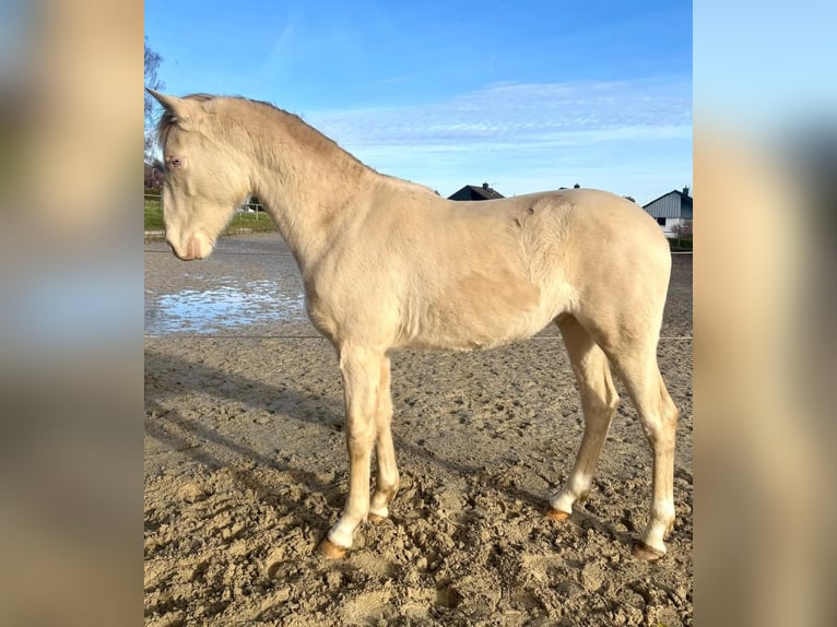 PRE Mix Hengst 1 Jaar 163 cm Perlino in Kürten