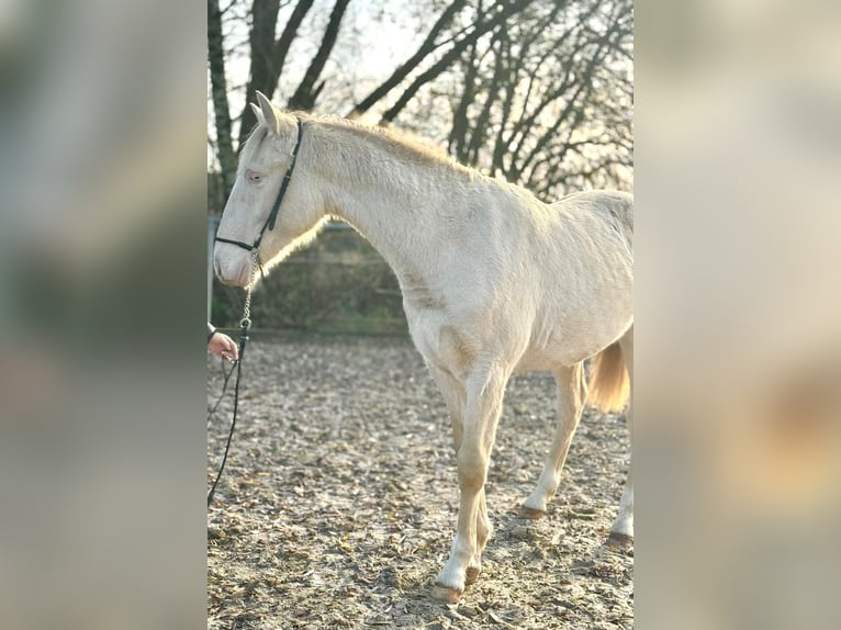 PRE Mix Hengst 1 Jaar 163 cm Perlino in Kürten