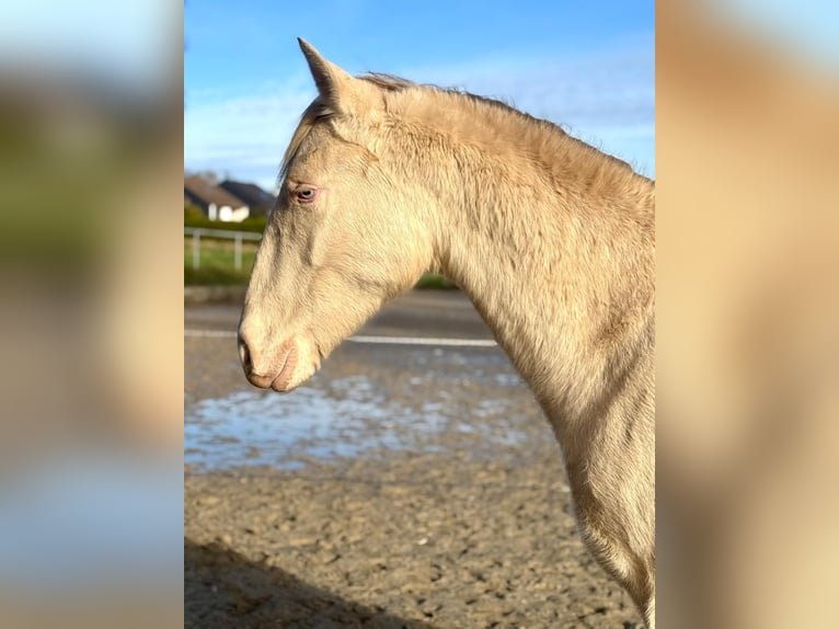 PRE Mix Hengst 1 Jaar 163 cm Perlino in Kürten