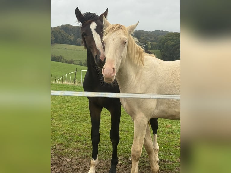 PRE Mix Hengst 1 Jaar 163 cm Perlino in K&#xFC;rten