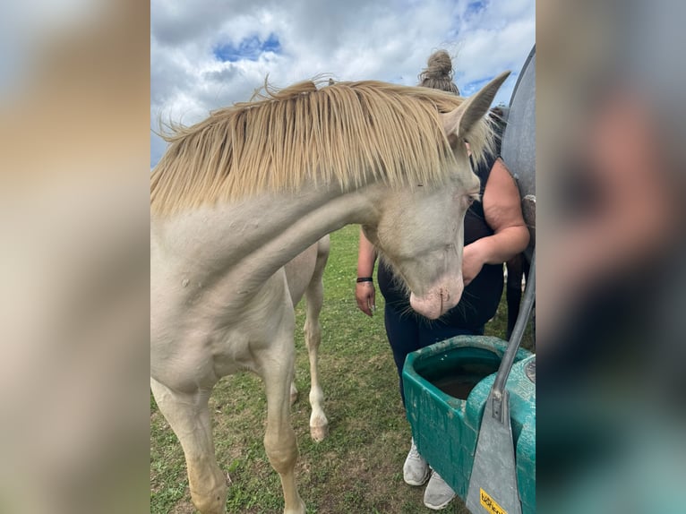 PRE Mix Hengst 1 Jaar 163 cm Perlino in K&#xFC;rten