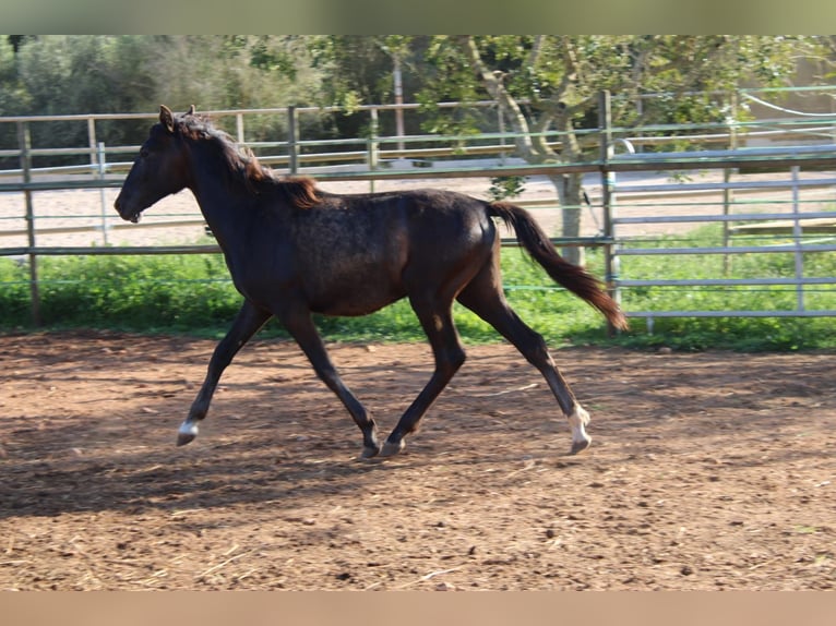PRE Hengst 1 Jaar 163 cm Schimmel in Felanitx