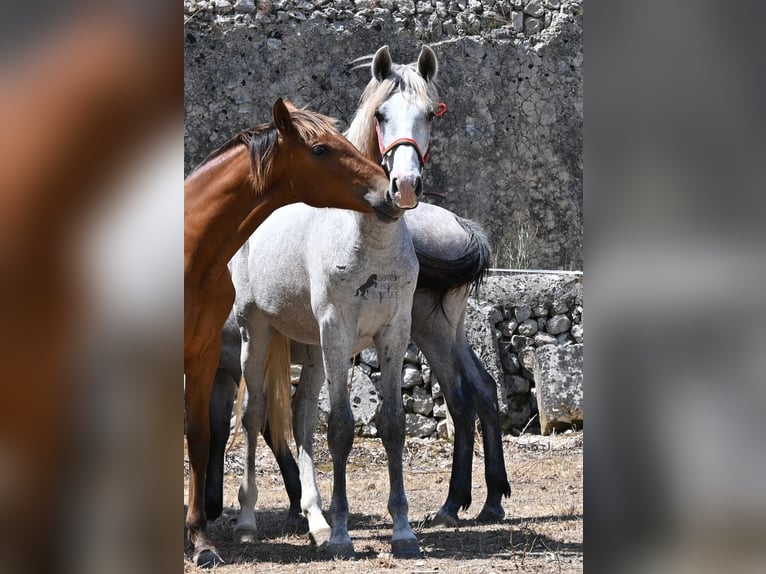 PRE Mix Hengst 1 Jaar 163 cm Schimmel in Mallorca