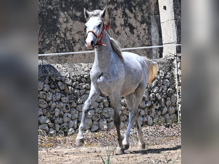 PRE Mix Hengst 1 Jaar 163 cm Schimmel in Mallorca