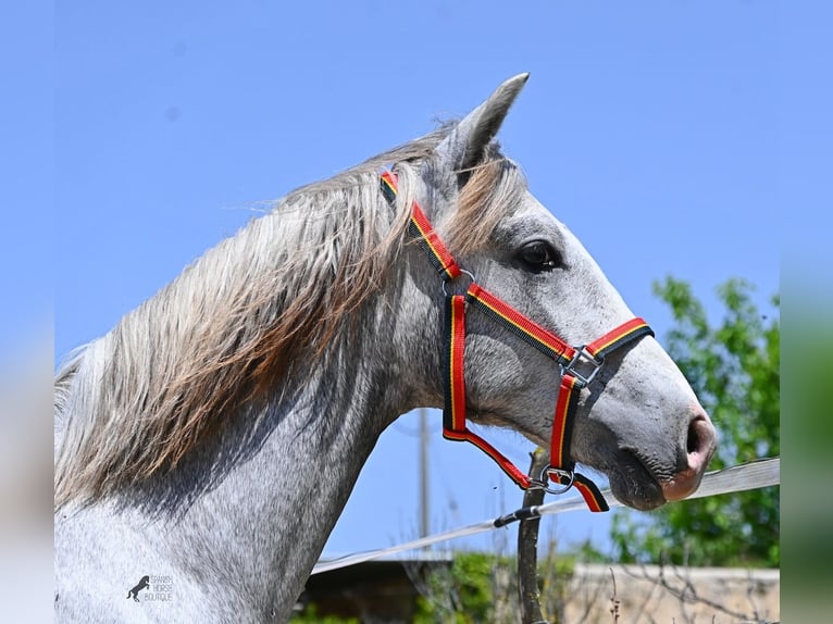 PRE Mix Hengst 1 Jaar 163 cm Schimmel in Mallorca