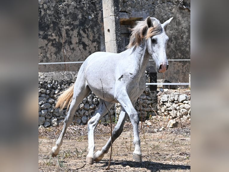 PRE Mix Hengst 1 Jaar 163 cm Schimmel in Mallorca