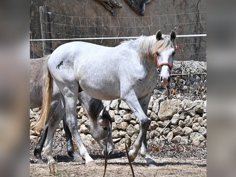 PRE Mix Hengst 1 Jaar 163 cm Schimmel in Mallorca