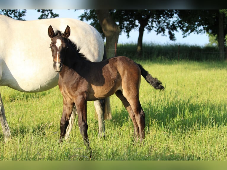PRE Hengst 1 Jaar 163 cm Schimmel in Rerik OT Russow