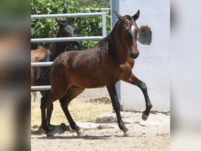 PRE Hengst 1 Jaar 164 cm Bruin in Colonia Rosal, La (Berga)