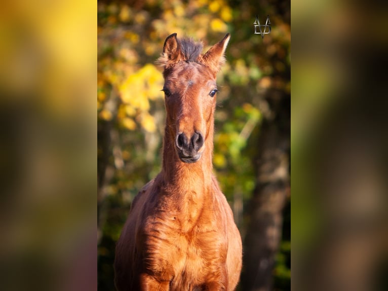 PRE Mix Hengst 1 Jaar 164 cm Bruin in La Vespi&#xE8;re-Friardel