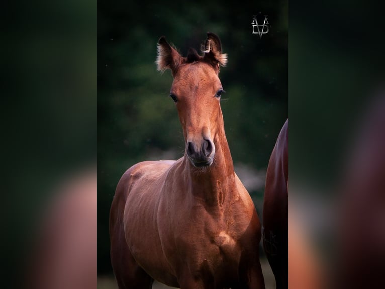 PRE Mix Hengst 1 Jaar 164 cm Bruin in La Vespi&#xE8;re-Friardel