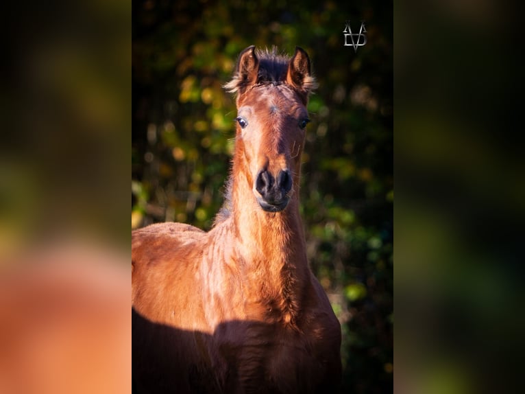 PRE Mix Hengst 1 Jaar 164 cm Bruin in La Vespière-Friardel