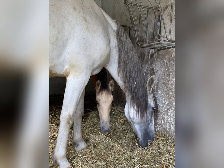 PRE Hengst 1 Jaar 164 cm Falbe in Gottfrieding
