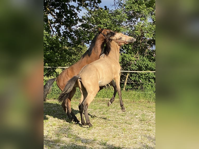 PRE Hengst 1 Jaar 164 cm Falbe in Gottfrieding