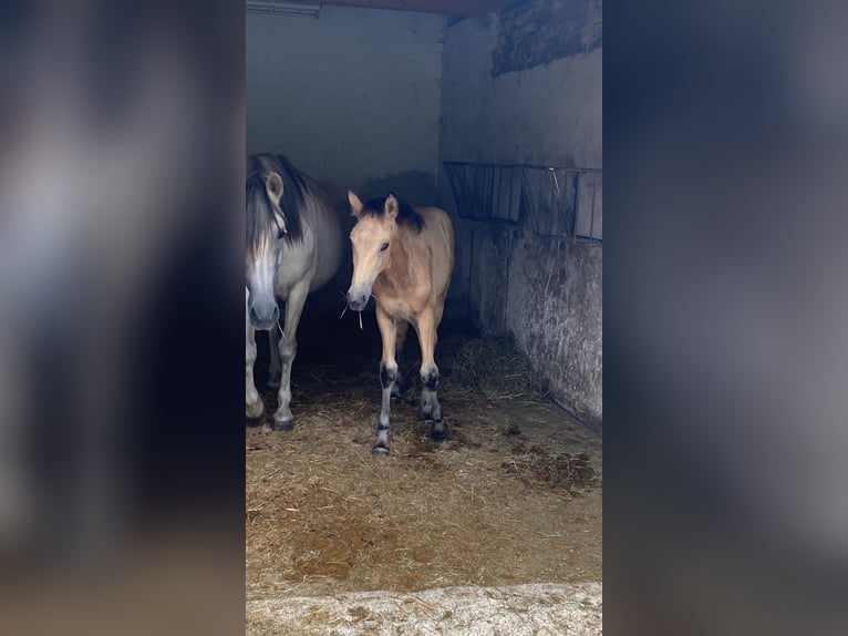 PRE Hengst 1 Jaar 164 cm Falbe in Gottfrieding