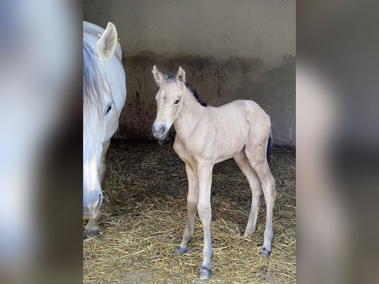 PRE Hengst 1 Jaar 164 cm Falbe in Gottfrieding