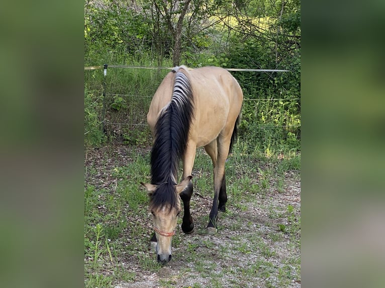 PRE Hengst 1 Jaar 164 cm Falbe in Gottfrieding