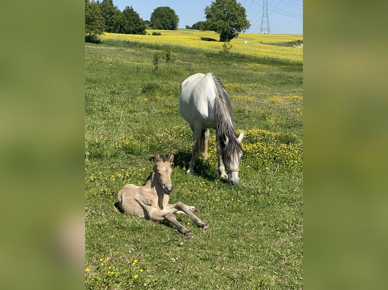 PRE Hengst 1 Jaar 164 cm Falbe in Gottfrieding