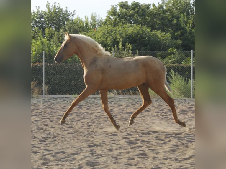 PRE Mix Hengst 1 Jaar 164 cm Palomino in Alcantarilla
