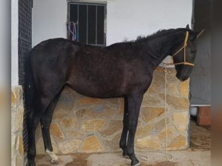 PRE Mix Hengst 1 Jaar 164 cm Zwart in Madrid