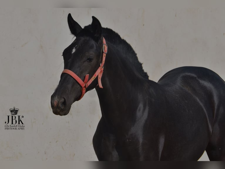 PRE Hengst 1 Jaar 164 cm Zwartschimmel in Tabernas Almería