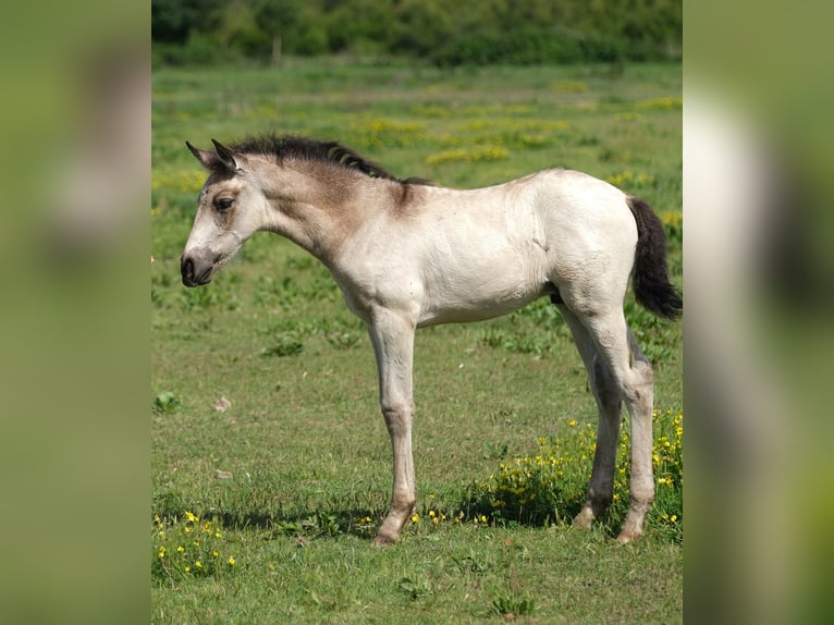 PRE Hengst 1 Jaar 165 cm in Hamburg