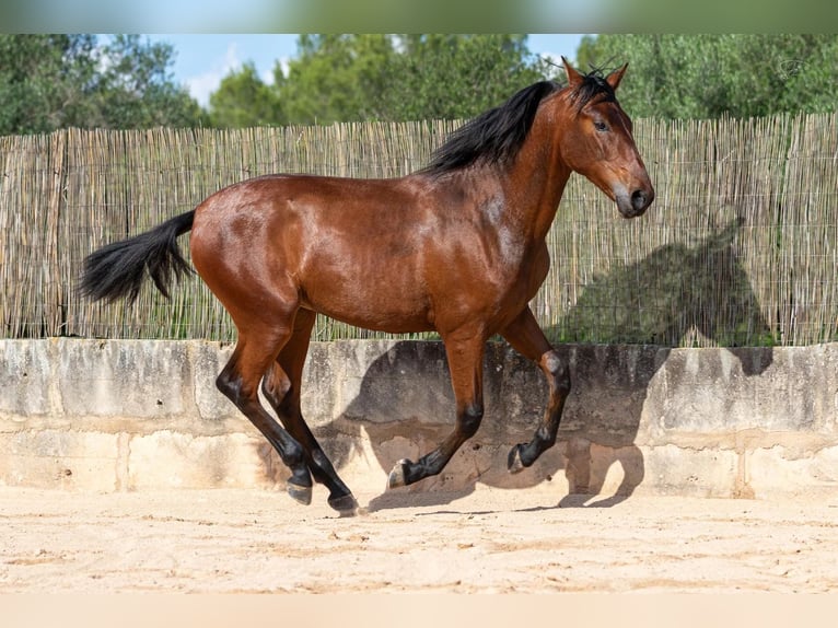 PRE Hengst 1 Jaar 165 cm Bruin in Pina