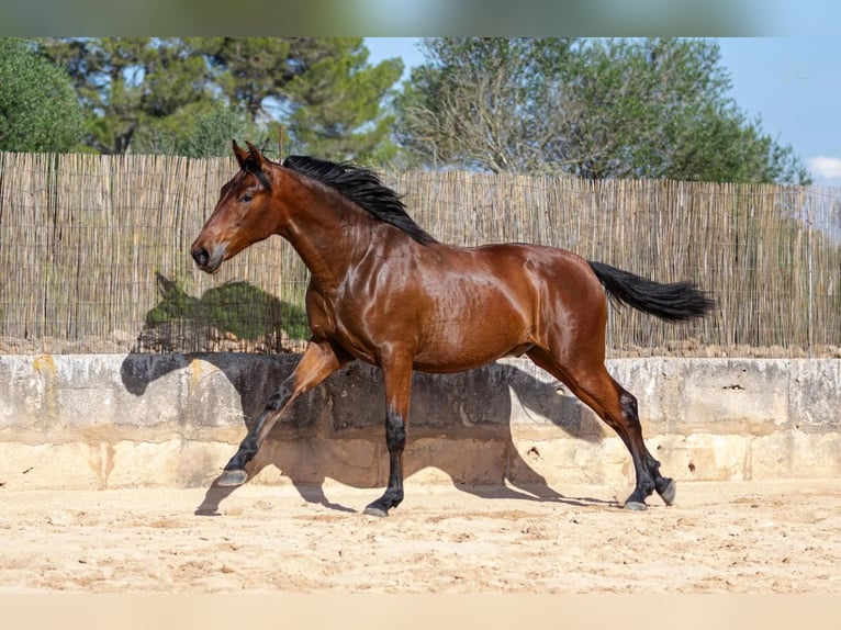 PRE Hengst 1 Jaar 165 cm Bruin in Pina