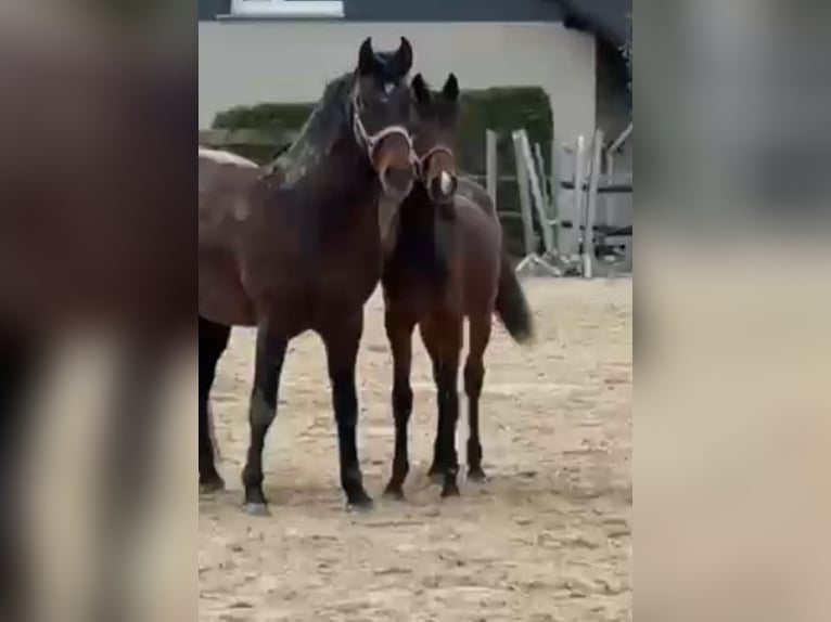 PRE Mix Hengst 1 Jaar 165 cm Bruin in Nettetal