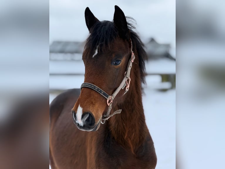 PRE Hengst 1 Jaar 165 cm Bruin in Radevormwald