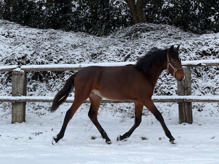 PRE Hengst 1 Jaar 165 cm Bruin in Radevormwald