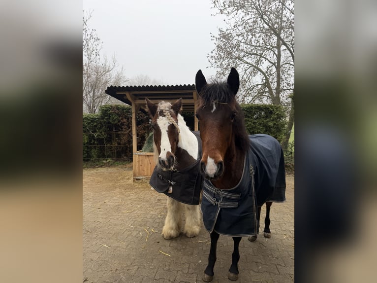 PRE Hengst 1 Jaar 165 cm Bruin in Radevormwald