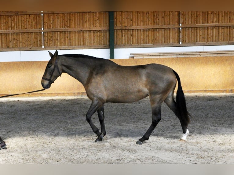 PRE Hengst 1 Jaar 165 cm Bruin in Waldhölzbach