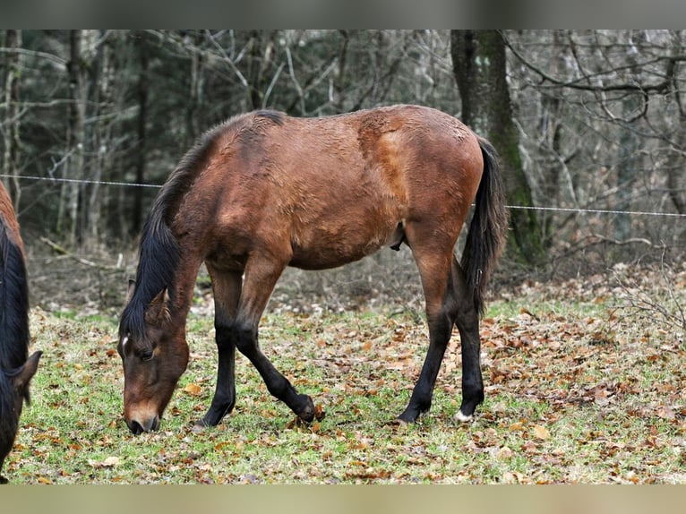 PRE Hengst 1 Jaar 165 cm Bruin in Waldhölzbach