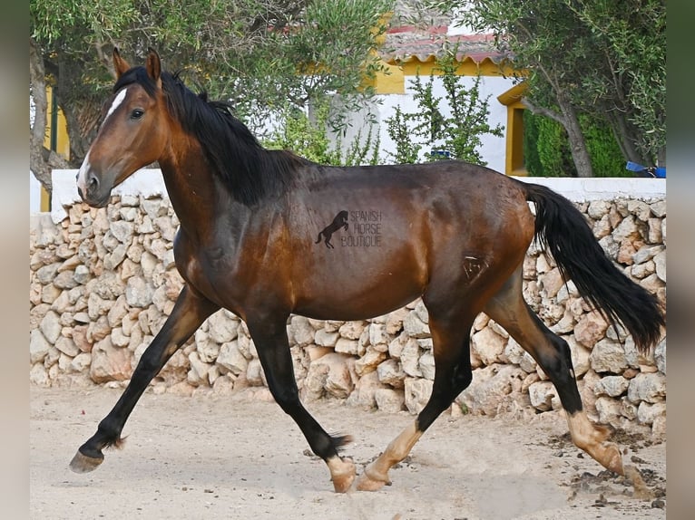 PRE Mix Hengst 1 Jaar 165 cm Bruin in Menorca