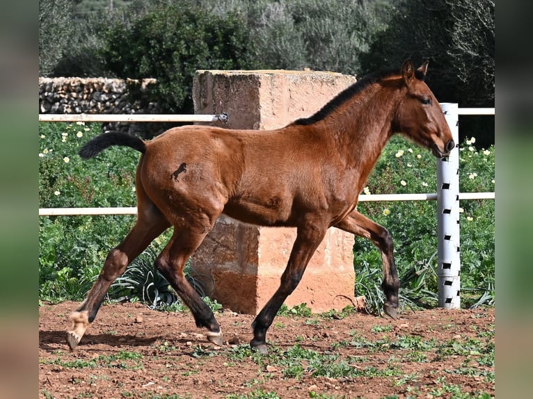 PRE Mix Hengst 1 Jaar 165 cm Bruin in Menorca