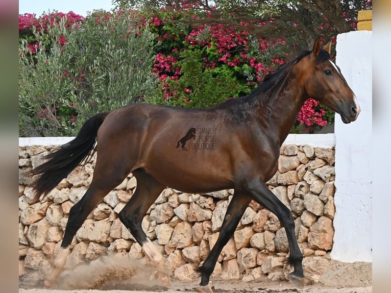 PRE Mix Hengst 1 Jaar 165 cm Bruin in Menorca