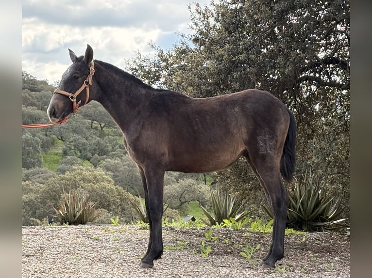PRE Hengst 1 Jaar 165 cm Bruin in Córdoba